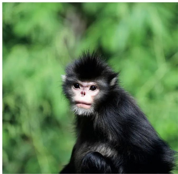 有一種生活叫云南的怒江丨怒江金絲猴的告白